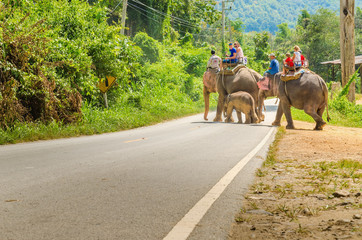 Elephant ride in elefant village near Chiang Mai, Thailand