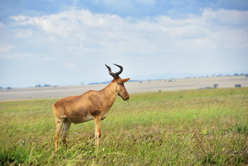 Antelope