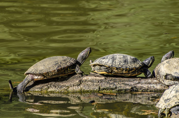 Obraz premium Tartarughe acquatiche al sole