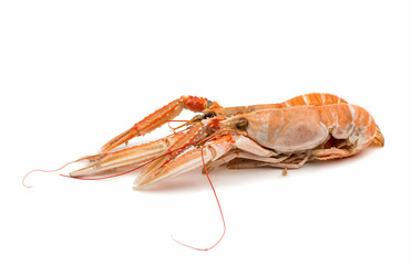 shrimp with pincers