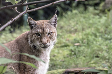 Lince europea
