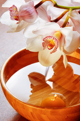 Branch of white orchid in bowl