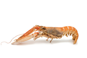 shrimp with pincers isolated