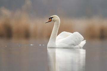 Swan in love and nice background