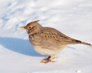 Crested Lark in winter time, Galerida cristata