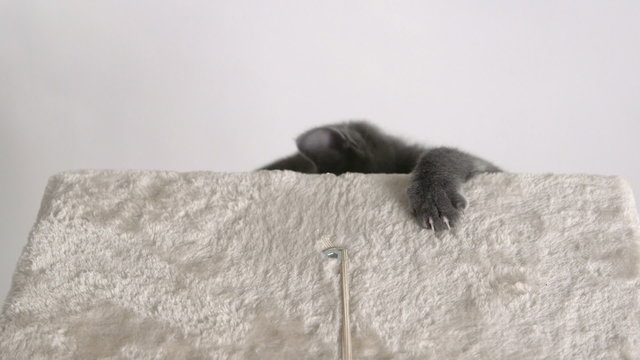Cute grey kitten climbing up cat tree platform