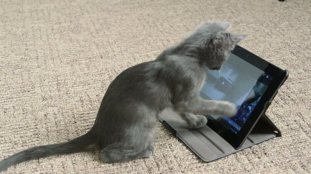 Cute kitten playing with digital tablet computer taking selfie