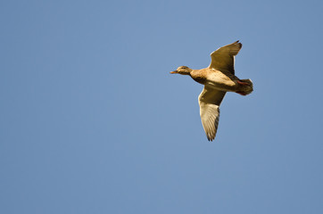 Female Mallard Duck Flying in a Blue Sky
