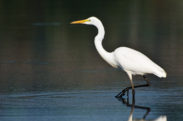 Great Egret Hunting for Fish