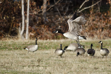Canada Geese Taking to Flight from an Autumn Field