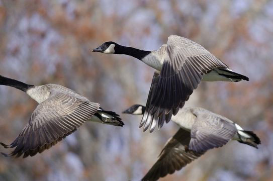 Canada Geese Flying Across the Autumn Woods
