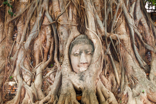 Head of ancient Buddha surrounded by the roots of a tree of Wat