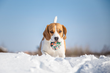 Playful Beagle dog  winter background