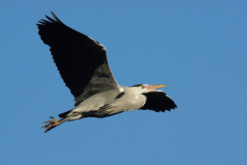 Grey Heron, Ardea cinerea