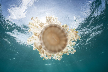 Obraz premium Upside-down Jellyfish