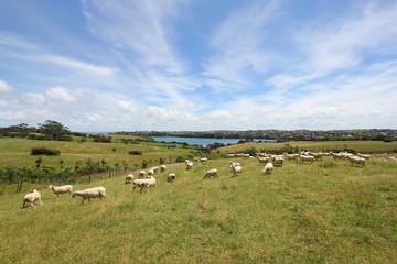 Fototapeta na wymiar Sheep grazing on farmland