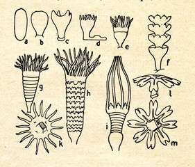 Obraz premium Scyphozoa:a-d polyp grows e-i polyp strobilates lm medusa