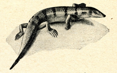 Sandfish (Scincus scincus)