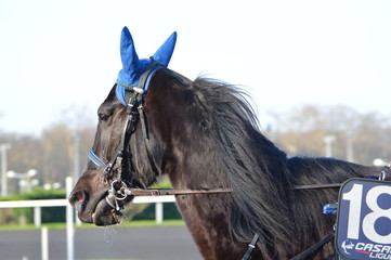 trotteur cheval 
