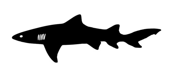 Requin