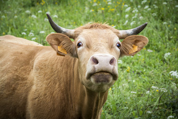 brown cow in the countryside looking at the camera