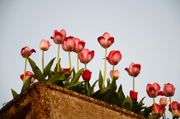 FLORES EN MONTREUILLON FRANCIA