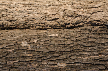 Close up of  old bark