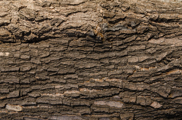Close up of  old bark