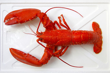 Lobster