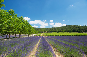 Naklejka na ściany i meble Lavender field and vineyard in France