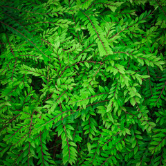Green leaves for background