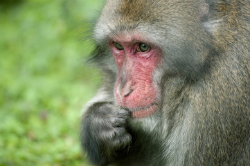 ritratto di macaco giapponese