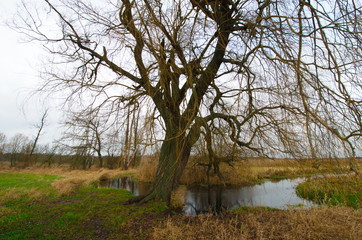 Tegeler Fließ im Spätherbst