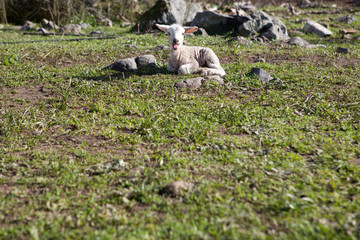 Lamb on dehesa landscape