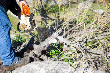 Cutting holm oak firewood with a chainsaw