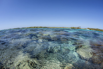 Colorful Reef in Caribbean