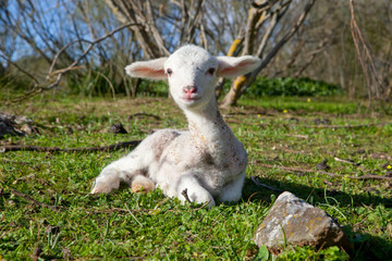 Lamb on dehesa landscape