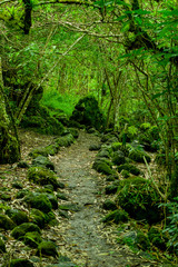 mossy forest in floreana island galapagos