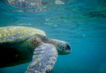 marine turtle swimming underwater