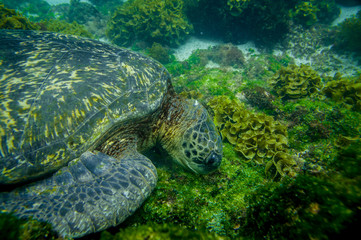 marine turtle swimming underwater