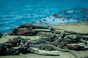 iguanas sunbathing in floreana island galpagos