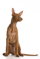 pharaoh hound