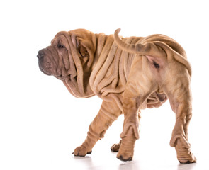 chinese shar pei