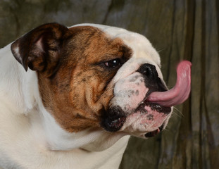 dog with attitude