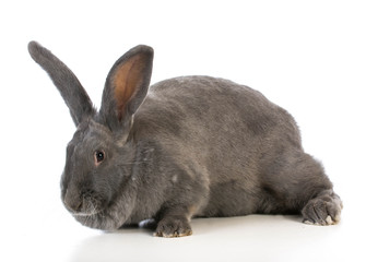 Obraz premium giant flemish bunny