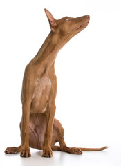 pharaoh hound