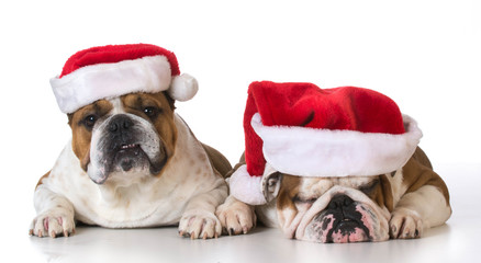 two dog santas