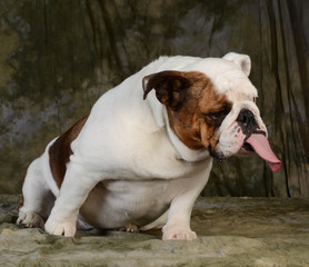 english bulldog with attitude