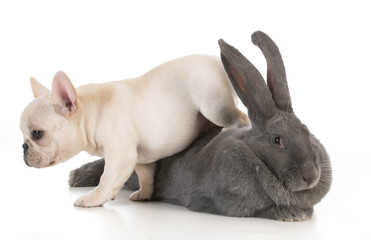 adorable bunny and puppy