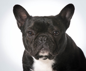french bulldog
